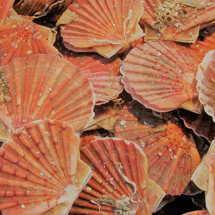 La coquille Saint-Jacques de la Baie de Saint-Brieuc