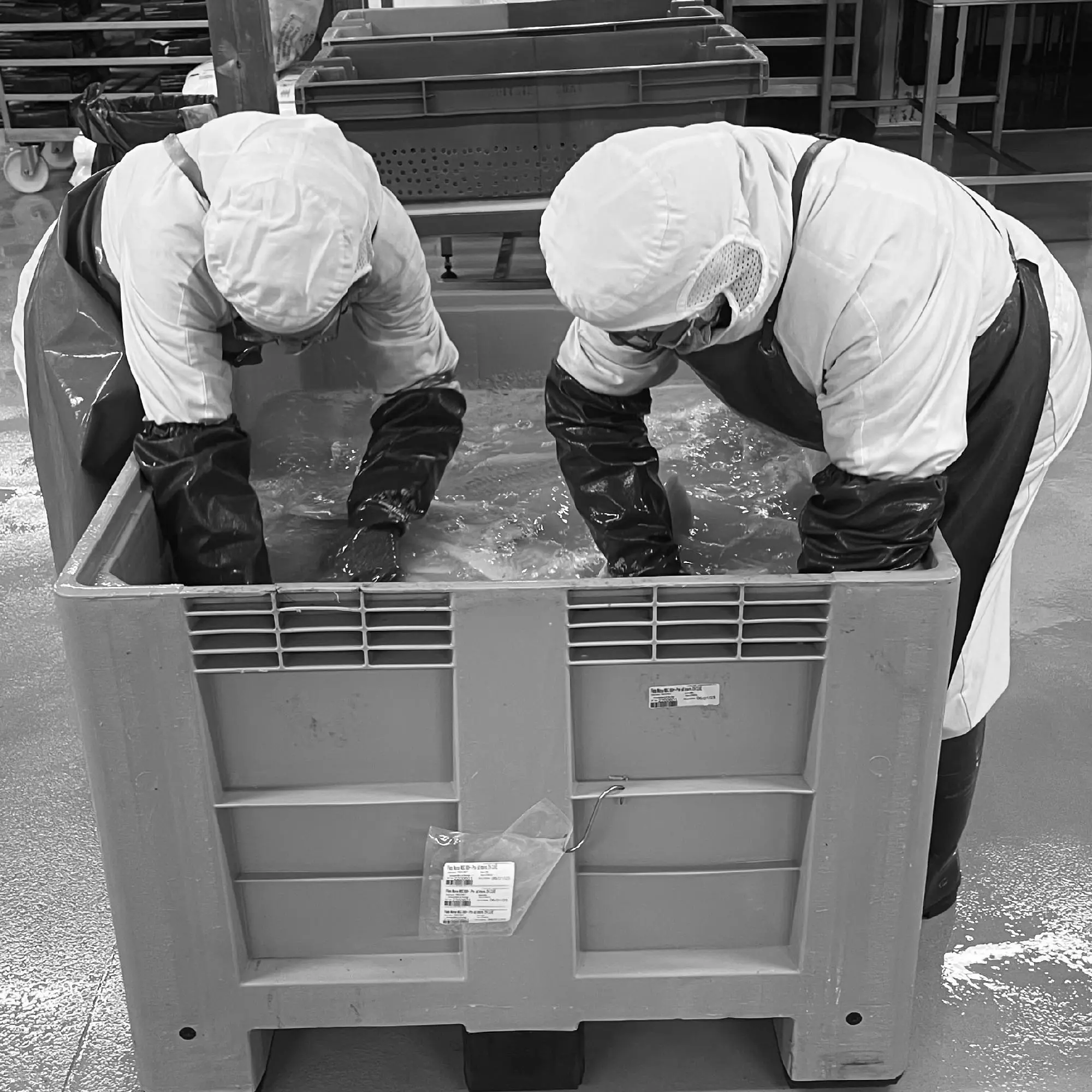 La sélection des filets de morue dans nos ateliers