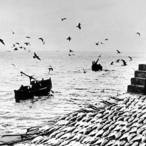La pêche à la morue Terre Neuve