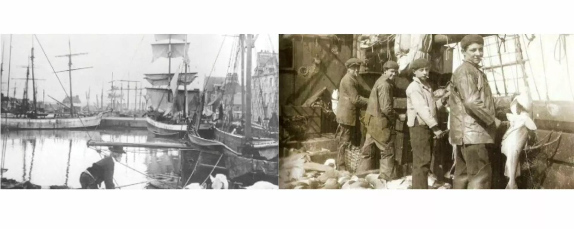 Port de Binic / Le découpage de la morue à bord